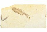 Fossil Fish (Knightia) - Green River Formation #237209-1